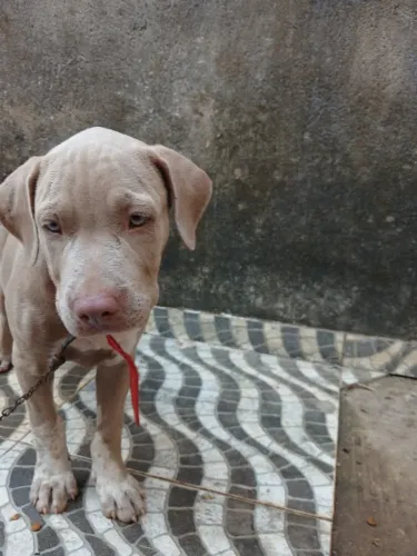 PITBULL FÊMEA VACINADA