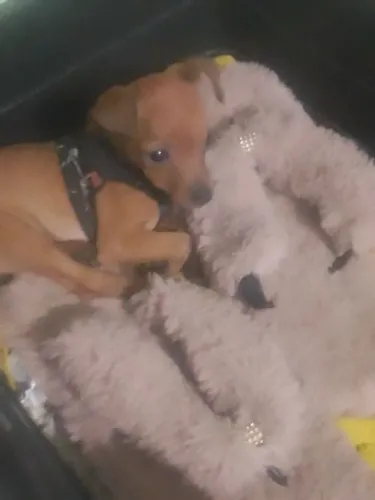 Vendo filhote de pinscher