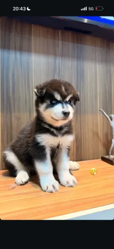 Husky siberiano