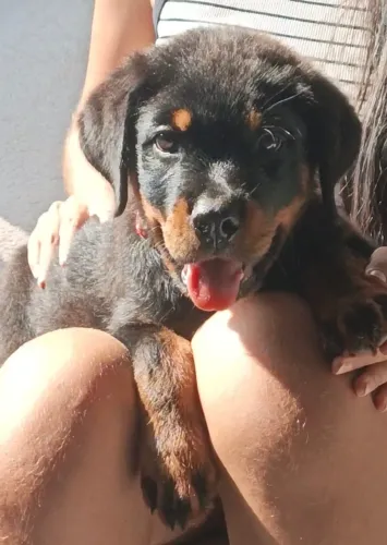Filhote de Rottweiler - Macho