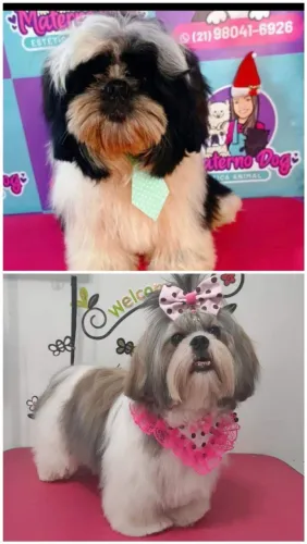Filhotes de Shitzu 