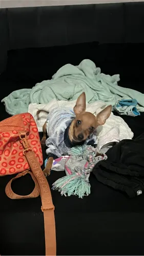Procuro namorado para minha pinscher