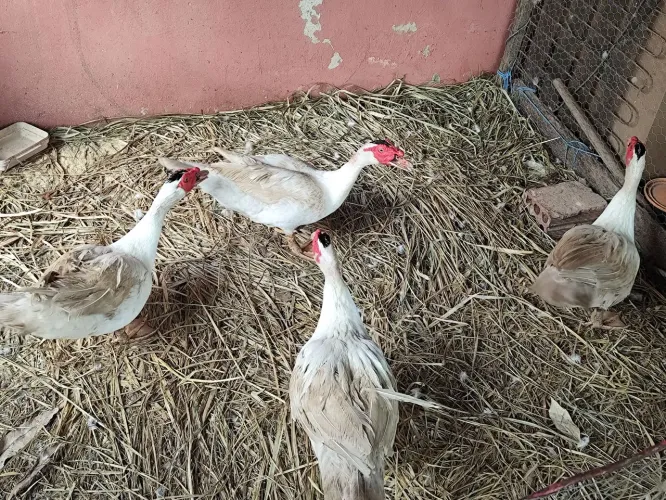 Patos machos adultos