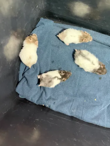 Hamster Sírio Macho