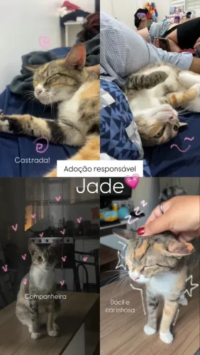 Gatinha pra doação