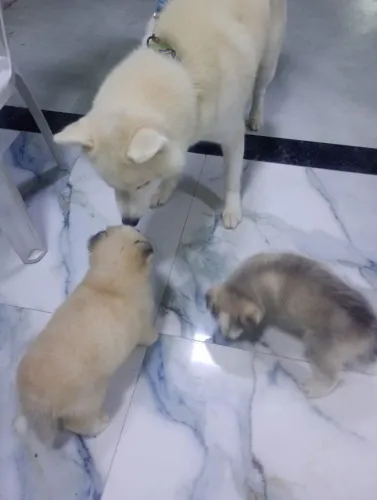 FILHOTES DE HUSKY SIBERIANO