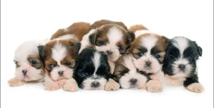 Shitzu Fêmea Pura PROMOÇÃO 