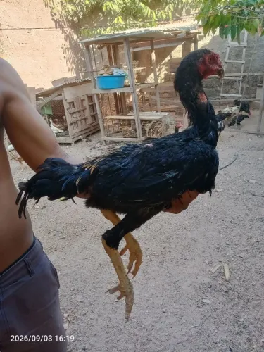 Frango Moura