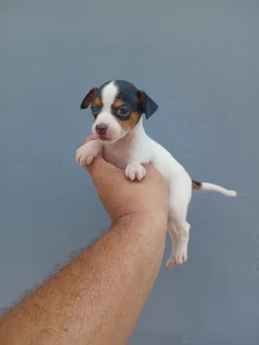 Pinscher macho exótico tricolor miniatura valor 1.200 reais.