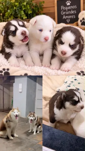 Venda filhote Husky Siberiano