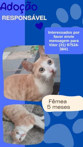 Adoção gatinha 