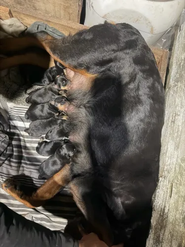 Venda de rottweilers 