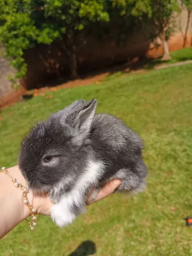 Mini coelho