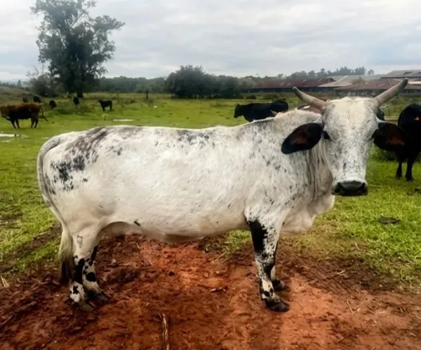 Vaca leiteira 