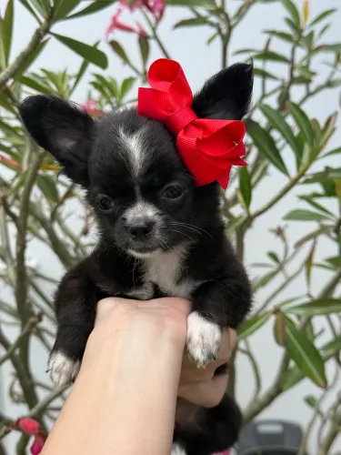 Chihuahua Fêmea Pelo Longo com Pedigree
