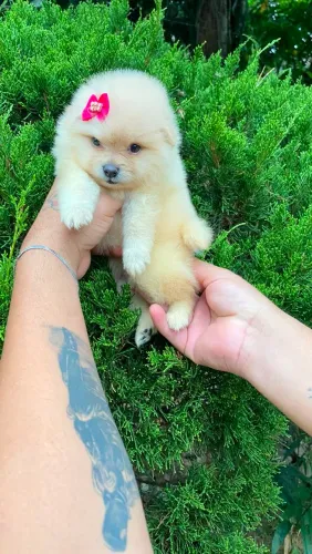 Lulu da pomerania