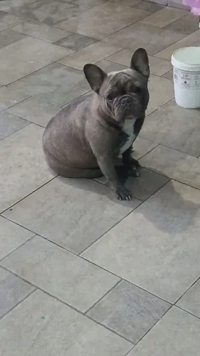 Vendo Filhote de Bulldog Francês 