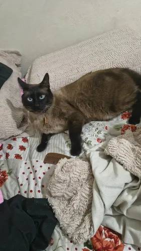 Estou doando este lindo gato siamês 