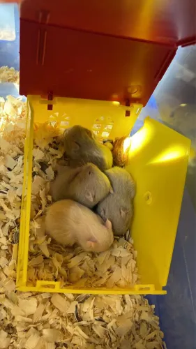 vendo hamster 