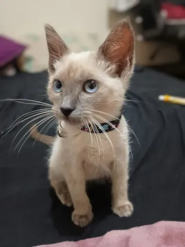 Gatinha siamês
