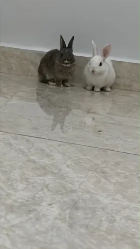 Doando coelhos