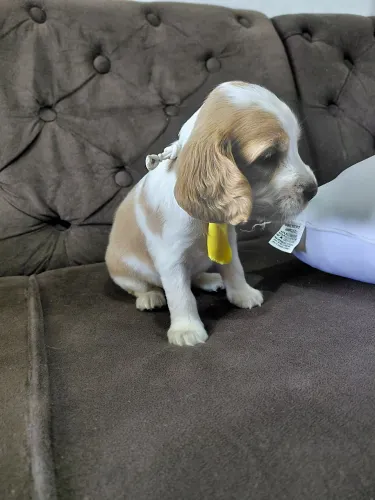 Filhotes de cocker spaniel