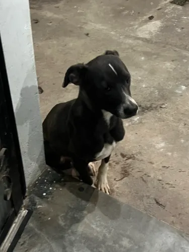 Doa-se cachorro