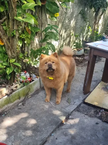 Chow chow