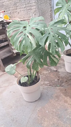 PlantaCostela-de-Adão Thai Constellation