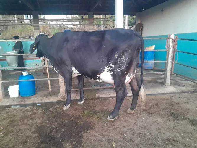 Vendas de vacas de alto padrão genético