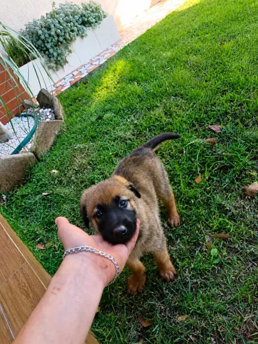 Pastor Belga Malinois
