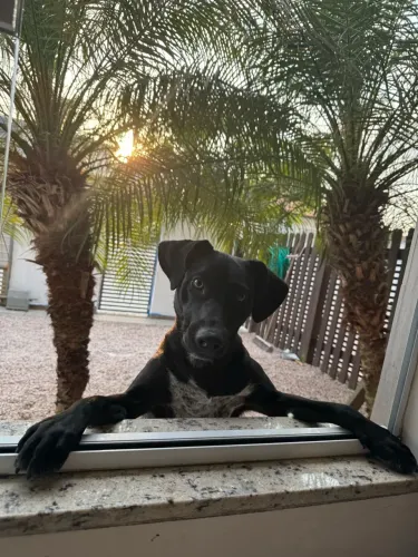 Cachorro para adoção - O Ace está procurando um novo lar!