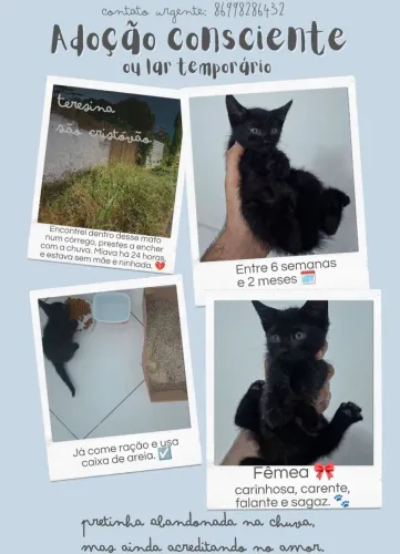 Gato(a) - Adoção