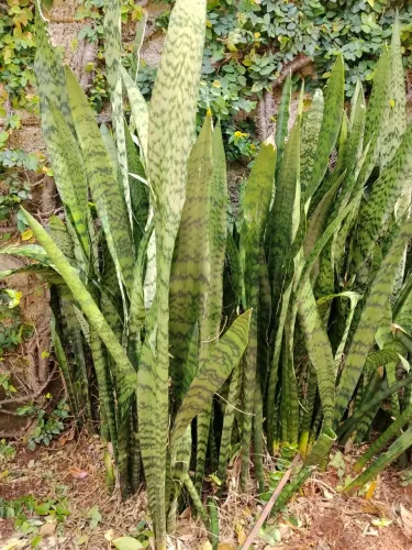 Planta Espada de São Jorge