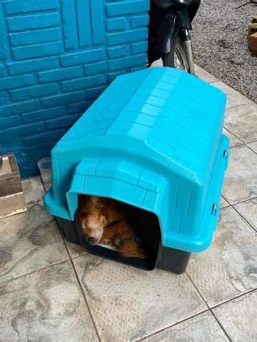 Casinha pra cachorro pequeno/médio porte