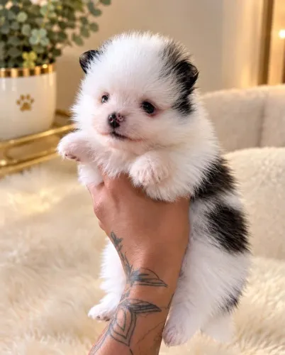 Lulu da pomerânia >spitz Alemão-fofura