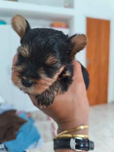 Yorkshire Terrier Filhotes Disponíveis - Muito Amor e Carinho