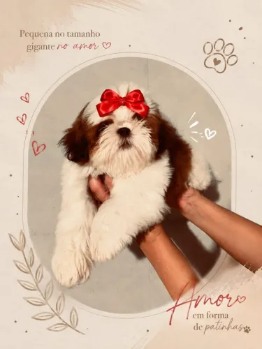 Shihtzu / Shih Tzu fêmea