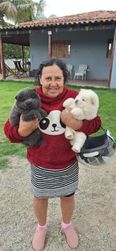 Filhote de chow chow 