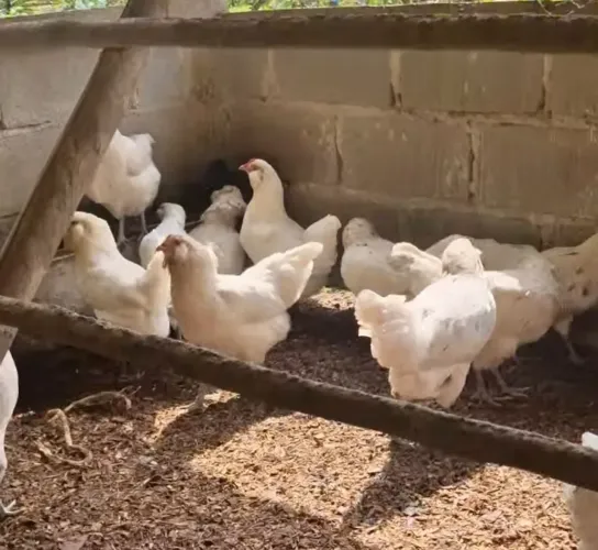 Pintinhos de Poedeira de Ovos Azuis