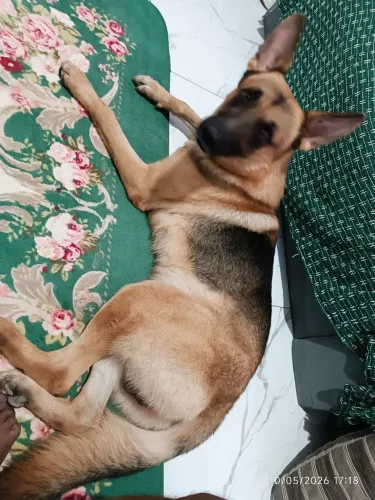 Pastor Alemão. Macho, Cruzamento 