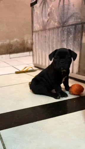 Buldogue Francês a venda