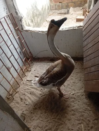 Cisne africano original