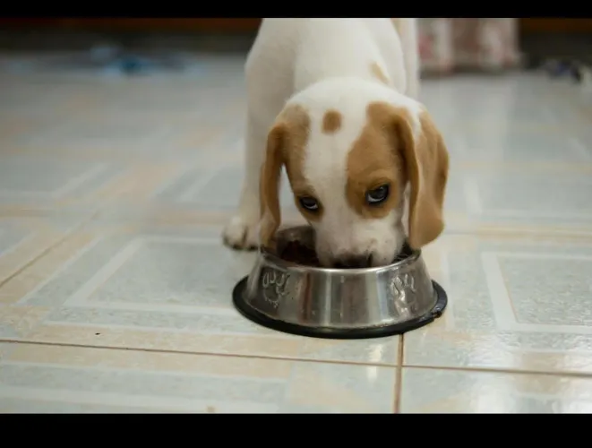 Beagle alegre e cheio de energia 