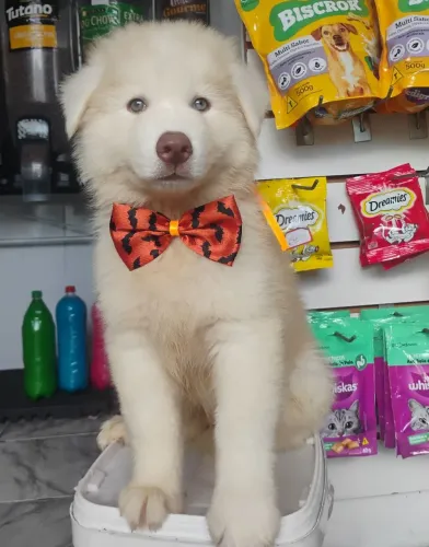 Husky Sibériano