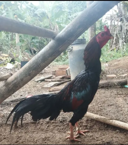 Vendo galos 200 ou troco por frangas india.