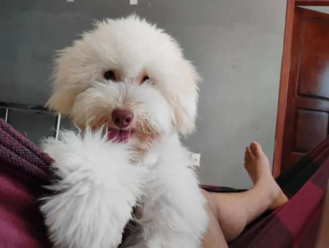 Poodle toy macho procura fêmea para reprodução ?