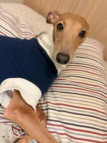 Cachorro a procura de um lar 