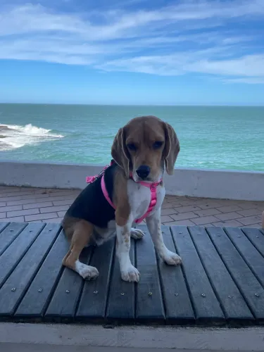Beagle fêmea 