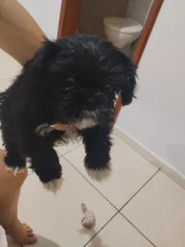 Cachorro - Shitzu